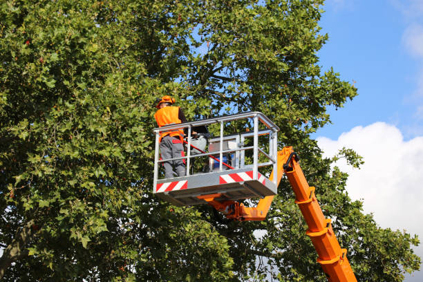 Best Tree Care Services  in San Benito, TX